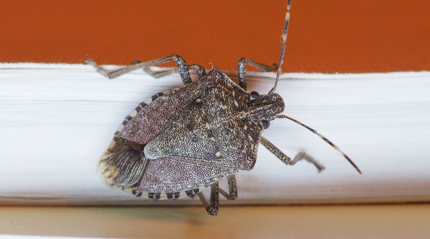 Stink bug photo Stink bug photo