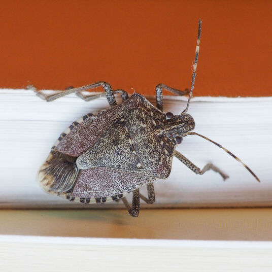 Stink bug photo