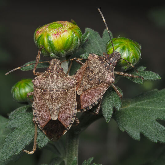 Stink bugs how is ww Ocean responding