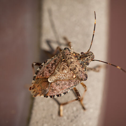 Stink bug NZ waging war