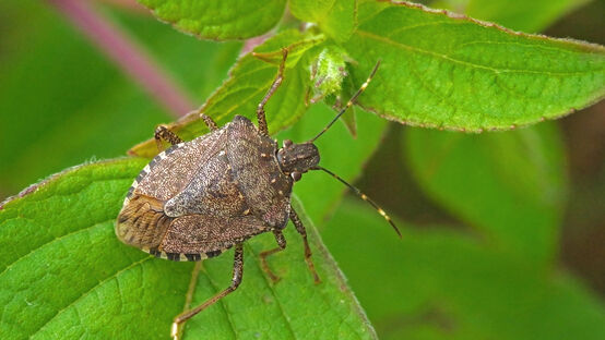 Stink bugs a practical guide original