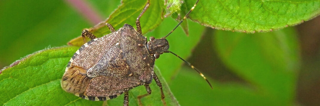 Stink bugs a practical guide original Stink bugs a practical guide original