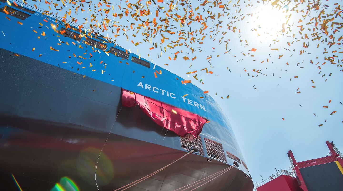 Delivery of Arctic Tern