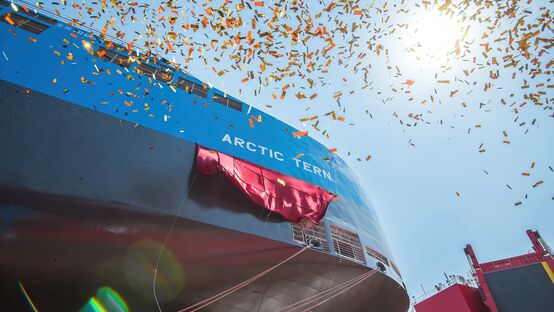Delivery of Arctic Tern