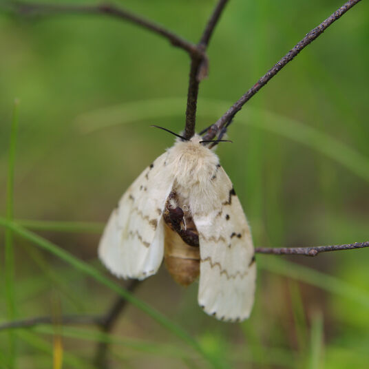Asian Gypsy Moth