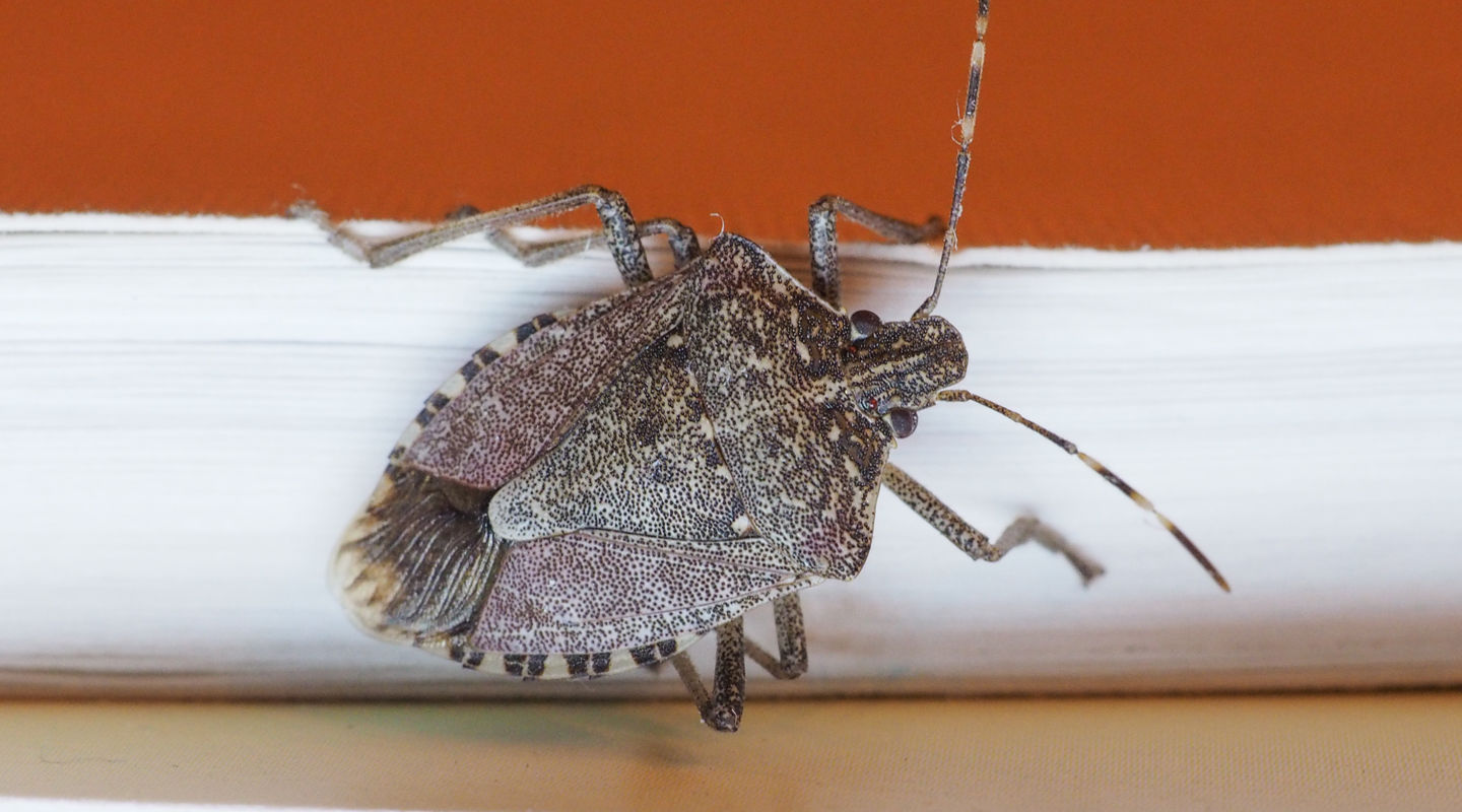 Stink bug photo Stink bug photo