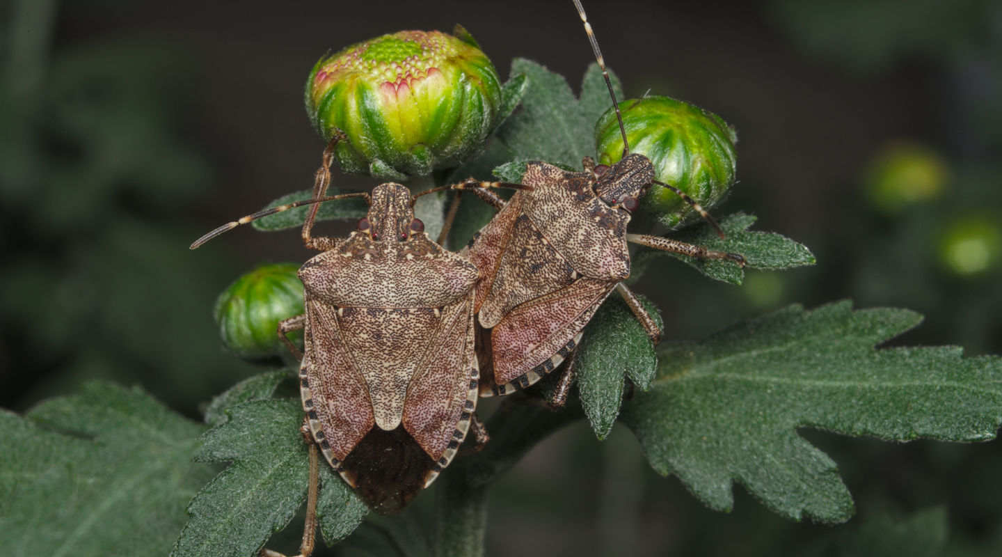 Stink bugs how is ww Ocean responding Stink bugs how is ww Ocean responding