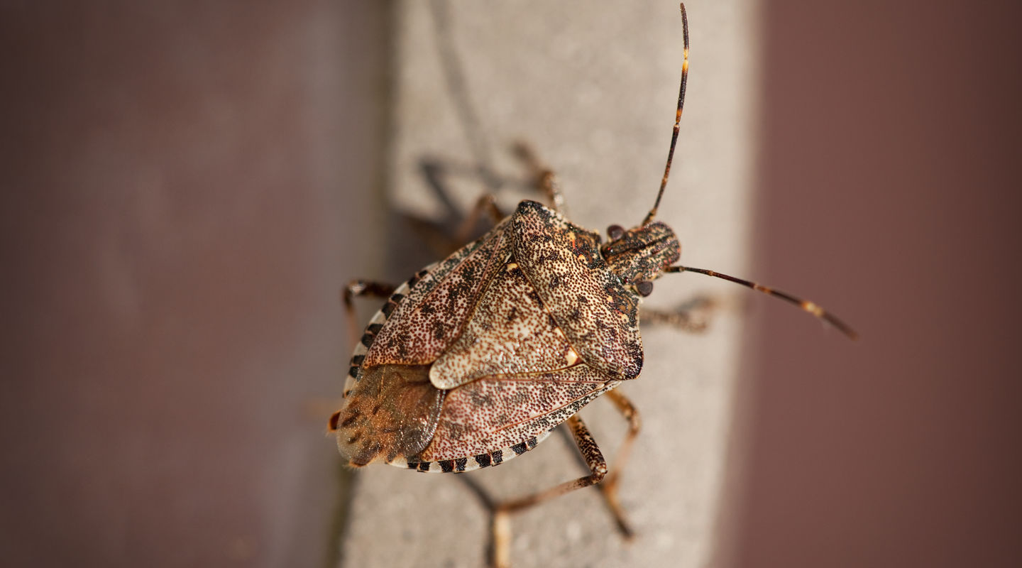 Stink bug NZ waging war Stink bug NZ waging war
