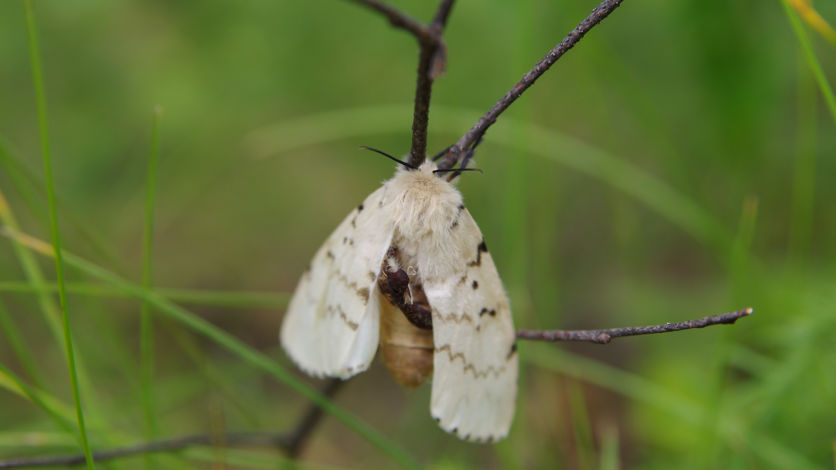 Asian Gypsy Moth Asian Gypsy Moth