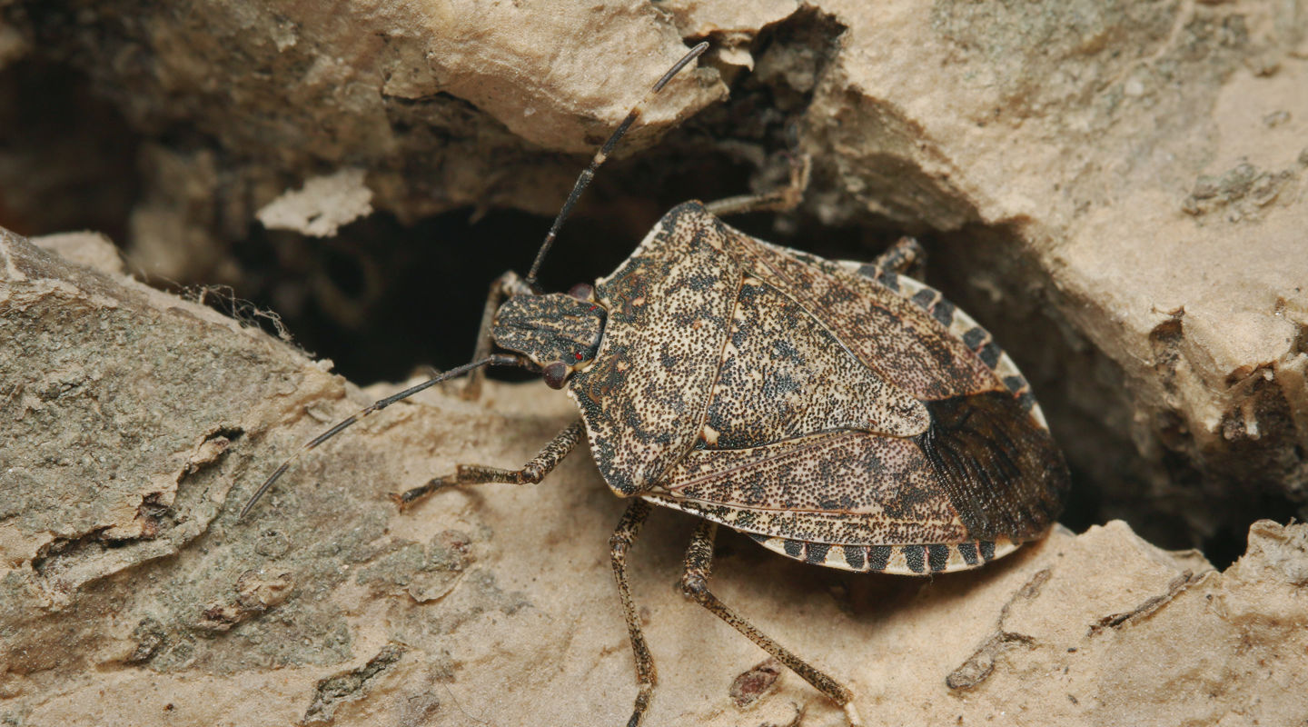 Stink bug blog original Stink bug blog original