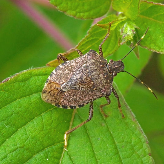 Stink bugs Everything you need to know Wallenius Wilhelmsen