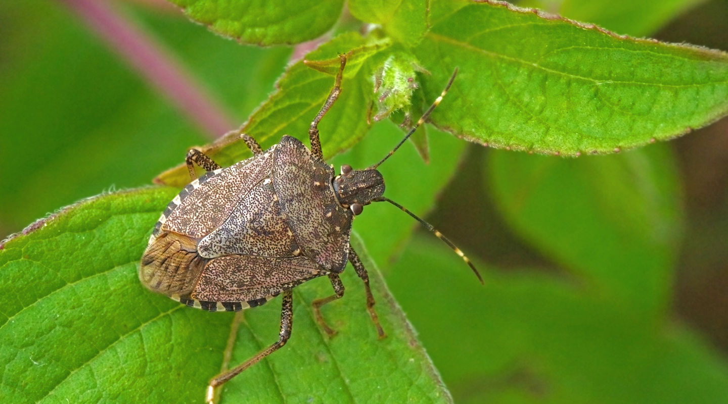 Stink bugs a practical guide original Stink bugs a practical guide original