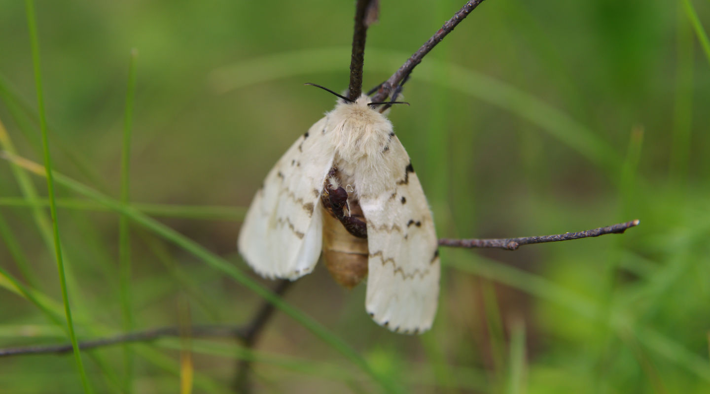 Asian Gypsy Moth Asian Gypsy Moth